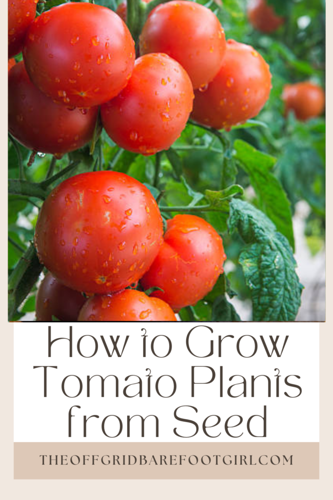 Image illustrates how to grow tomato plants from seed.