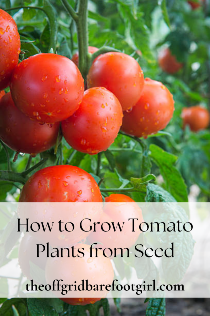 Image illustrates how to grow tomato plants from seed.