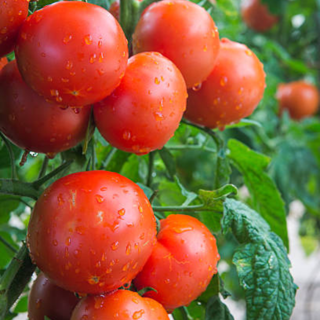 How to Grow Tomato Plants from Seed