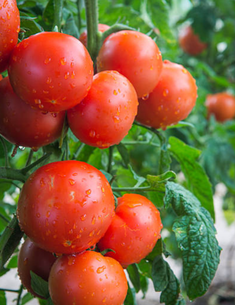 Image illustrates how to grow tomato plants from seed.