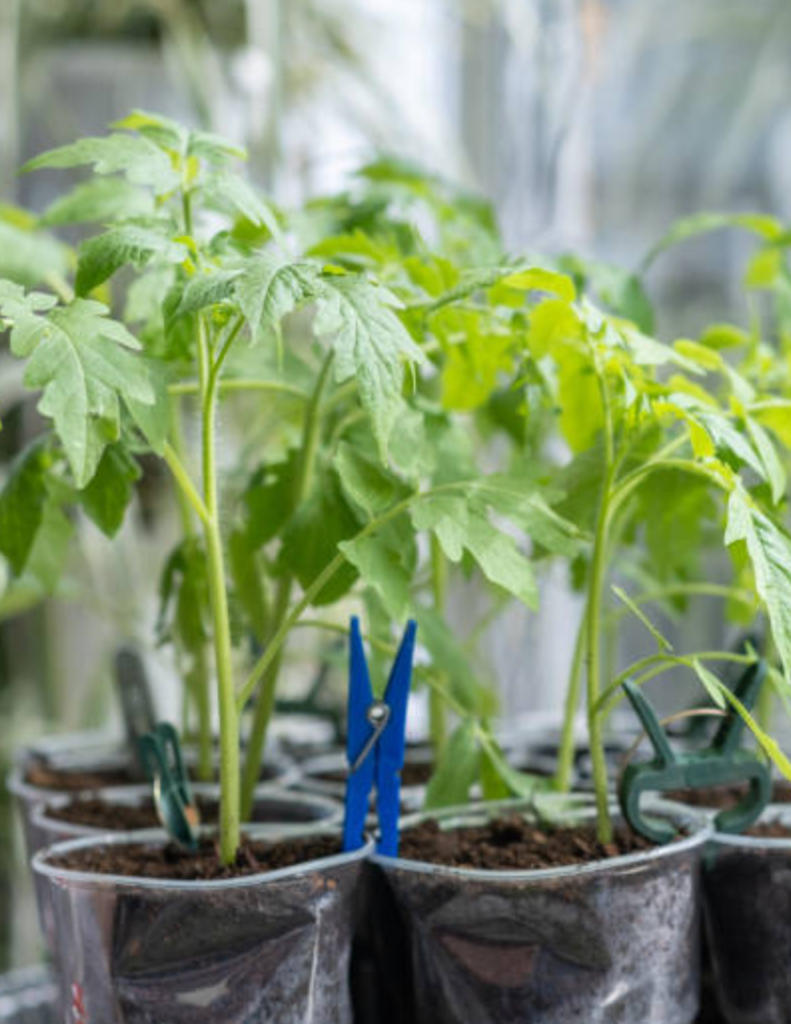 Image illustrates how to grow tomato plants from seed.