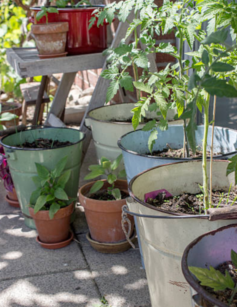Image illustrates how to grow tomato plants from seed.