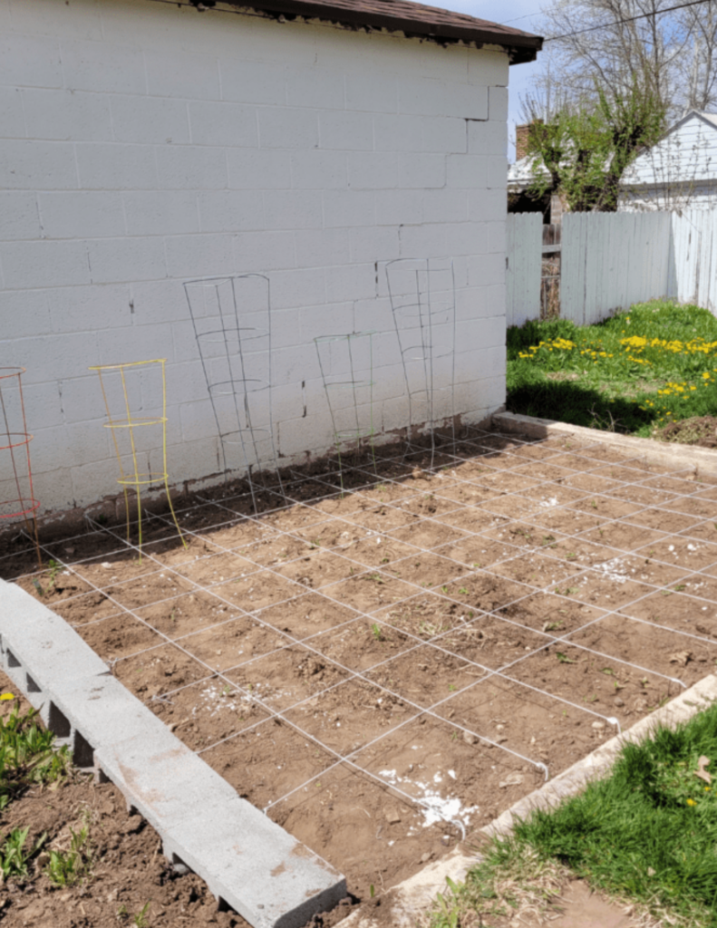 Image illustrates how to grow tomato plants from seed.